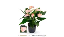 Anthurium x andreanum 'KARMA Joli Peach'