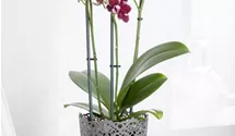 Phalaenopsis