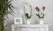 Phalaenopsis