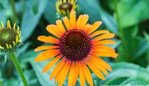 Echinacea 'Flame Thrower'
