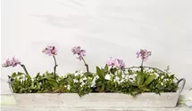 Phalaenopsis