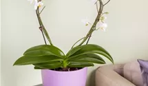 Phalaenopsis