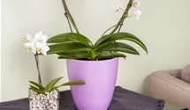 Phalaenopsis