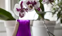 Phalaenopsis