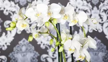 Phalaenopsis