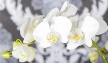 Phalaenopsis