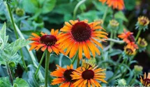 Echinacea 'Flame Thrower'