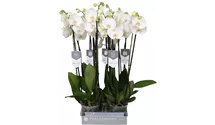 Phalaenopsis