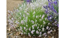 Lavendel