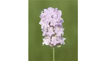 Lavendel