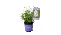 Lavendel