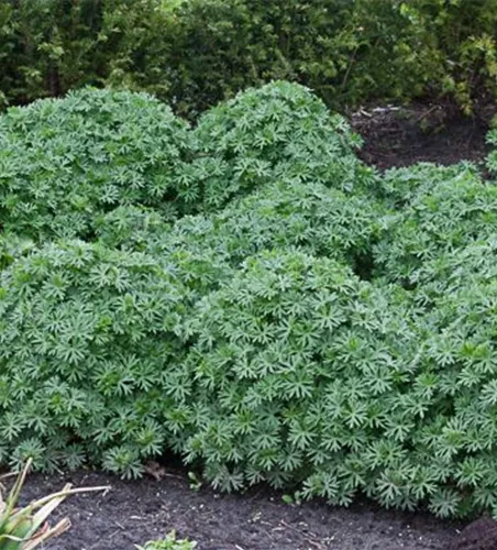 Garten-Blut-Storchschnabel 'Ron Leed'