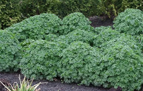 Garten-Blut-Storchschnabel 'Ron Leed'