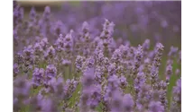 Lavendel