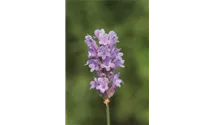 Lavendel