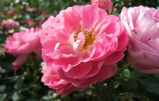 Zwergrose 'Charmant'® Zwergrose 'Charmant'®