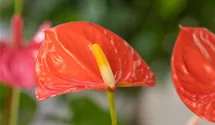 Anthurium x andreanum 'KARMA Orange'