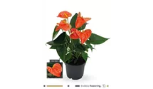 Anthurium x andreanum 'KARMA Orange'