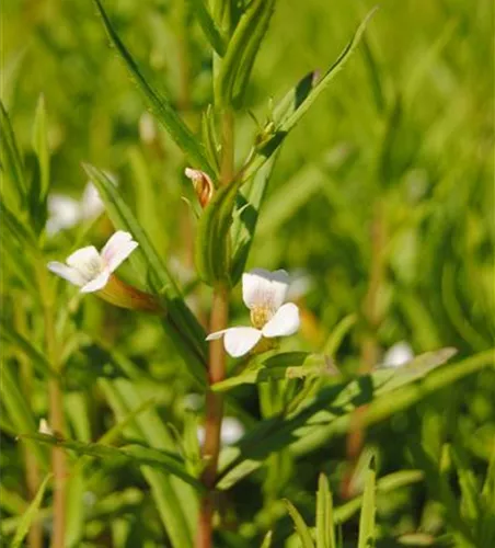 Gratiola officinalis