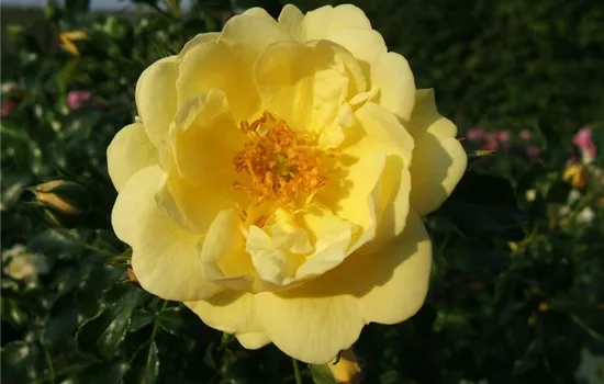 Bodendeckerrose 'Sunny Rose'® Bodendeckerrose 'Sunny Rose'®