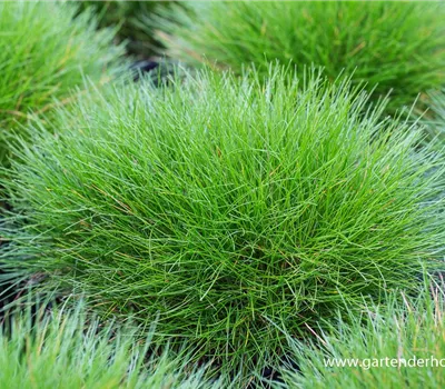 Bärenfell-Schwingel