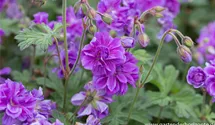 Geranium pratense 'Plenum Violaceum'
