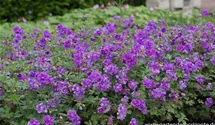 Geranium pratense 'Plenum Violaceum'