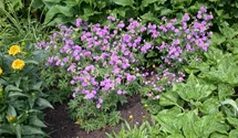 Geranium pratense 'Plenum Violaceum'