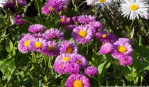 Erigeron x cult.'Foersters Liebling'