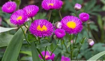 Erigeron x cult.'Foersters Liebling'