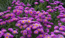 Erigeron x cult.'Foersters Liebling'