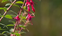 Fuchsia x cultorum 'Vitalo'