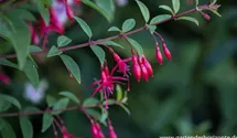Fuchsia x cultorum 'Vitalo'