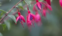 Fuchsia x cultorum 'Vitalo'