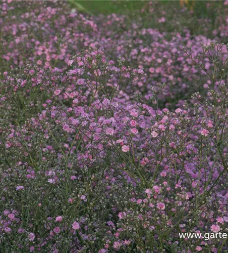 Gypsophila paniculata 'Flamingo'