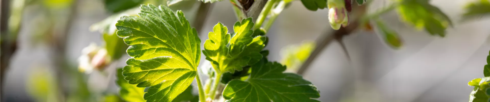 Ribes uva-crispa Polar Fruits® 'Green Goose Berry'