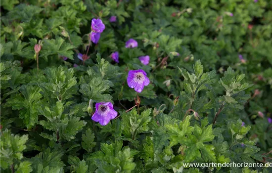 Wallichis Storchschnabel