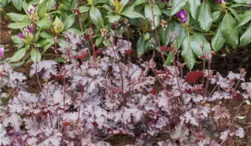 Heuchera micrantha
