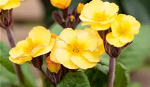 Primula veris, gelb