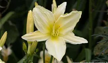 Hemerocallis x cult.'Icecap'