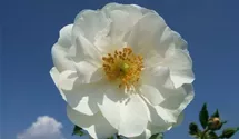 Rosa 'Diamant'®