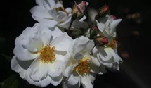 Rosa 'Diamant'®