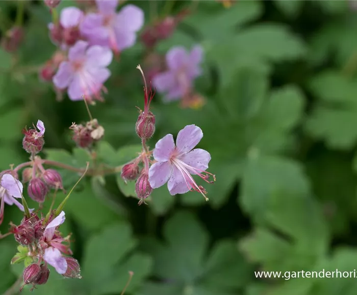 Geranium macrorrhizum 'Ingwersen'