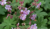 Felsen-Storchschnabel