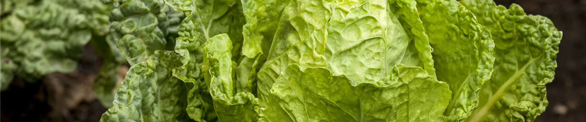 Brassica oleracea var. capitata