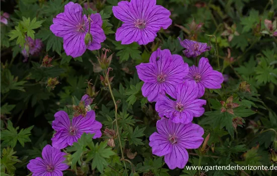 Wallichis Storchschnabel