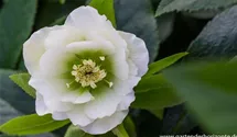 Lenzrose