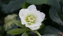 Lenzrose