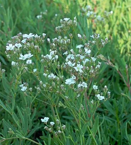 Gypsophila repens 'Filou White'