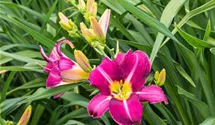 Hemerocallis x cult.'Olive Baily Langdon'